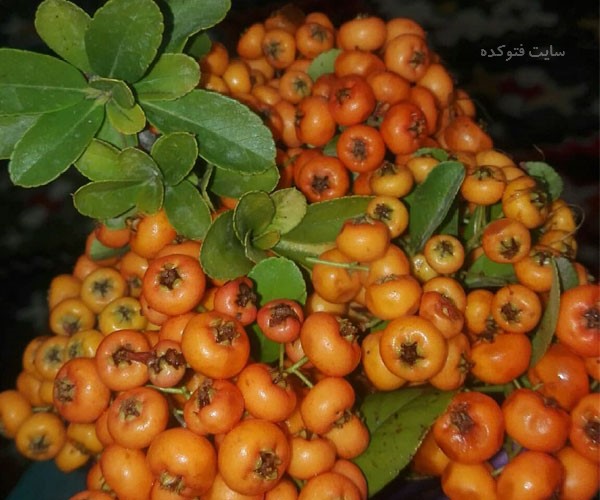 خواص زالزالک برای سلامتی مردان و زنان از کبد و دیابت تا فشار