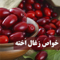 خواص زغال اخته + 25 خاصیت زغال اخته برای پوست و لاغری