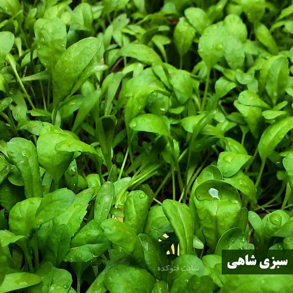 خواص شاهی در طب سنتی و اسلامی