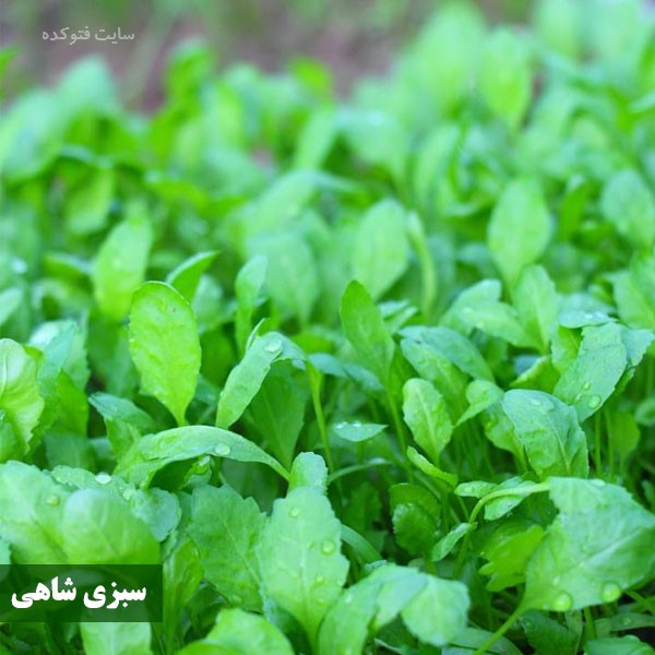 سبزی شاهی برای دیابت پوست و مو