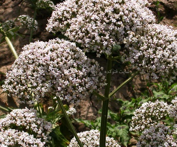 فواید سنبل الطیب برای سلامتی چیست