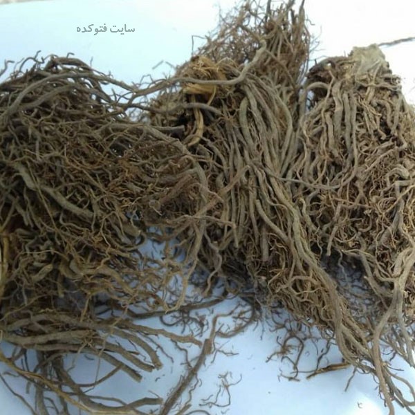 خاصیت ریشه سنبل الطیب