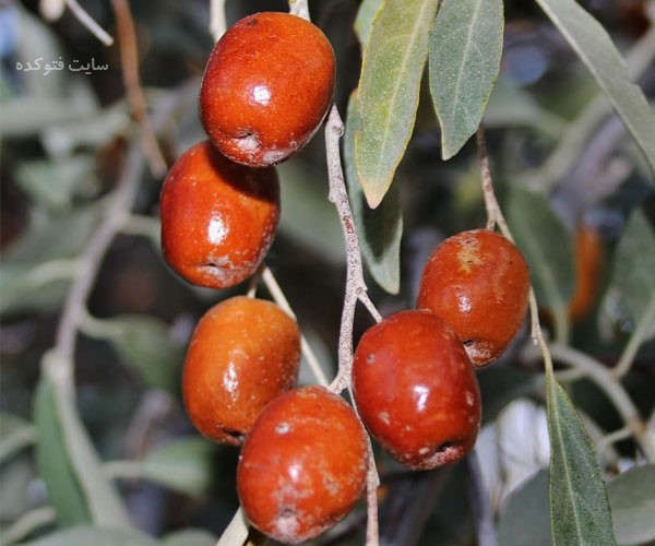 خواص سنجد برای دیابت کبد و معده