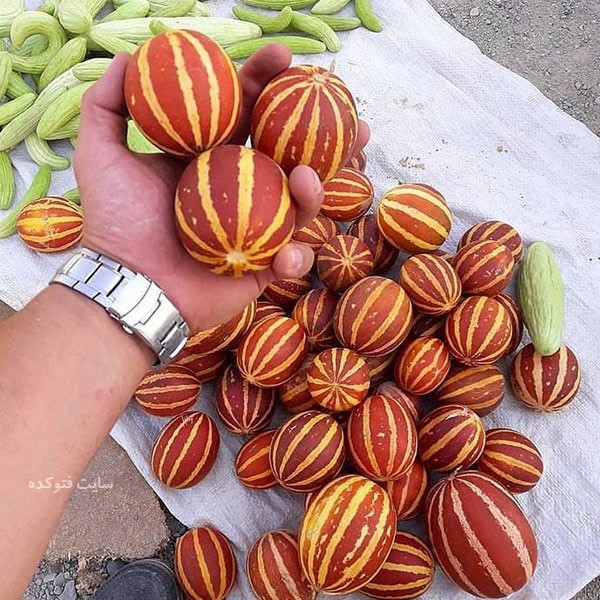 عکس میوه دستنبو شاماما با فواید