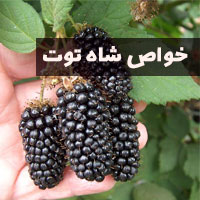 خواص شاه توت + ۳۳ خاصیت شاتوت برای پوست مو و بدن