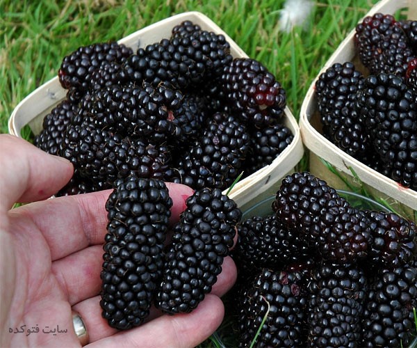 خواص شاه توت برای کبد لاغری و پوست و مو