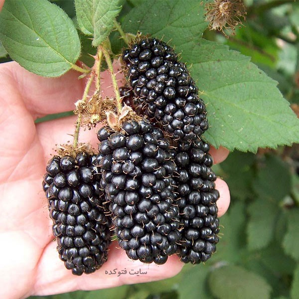 خاصیت شاه توت برای کبد چرب سرماخوردگی و بارداری زنان