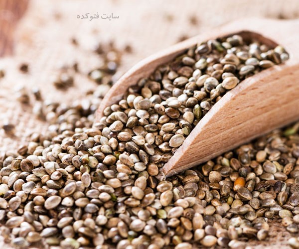خواص شاهدانه برای لاغری و بارداری زنان