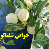 خواص شفتالو + ۲۲ خاصیت میوه شفتالو برای سلامتی بدن