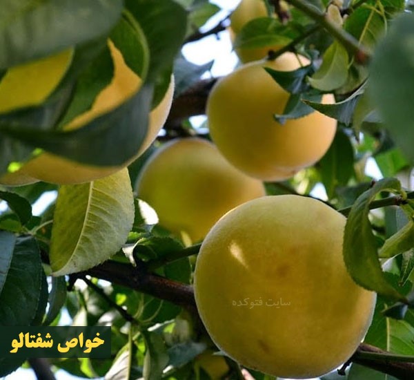 خاصیت شفتالو چیست