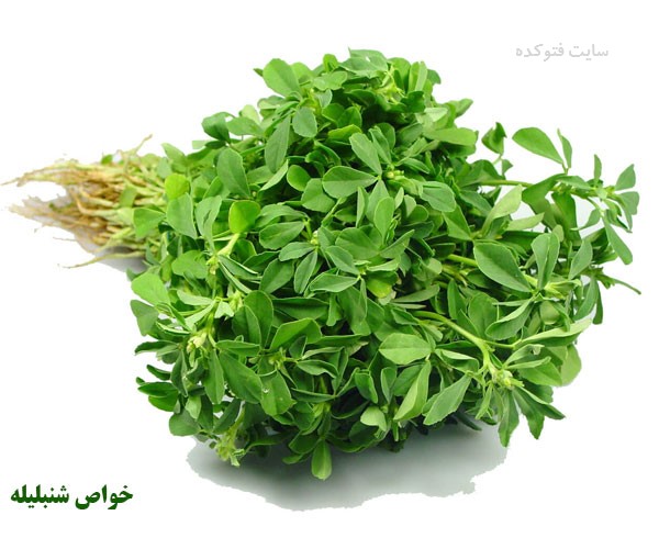 خاصیت شنبلیله برای مو ، رحم و چاقی