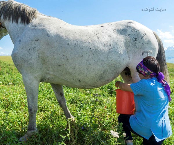 شیر اسب چه فوایدی دارد