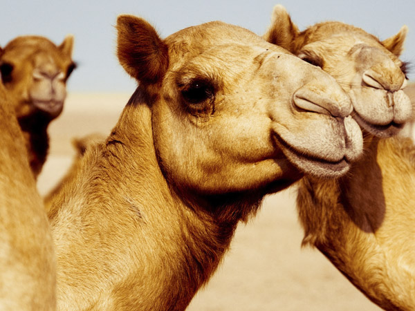 خاصیت شیر شتر برای سلامتی