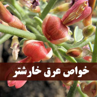 خواص عرق خارشتر + ۲۰ فواید عرق خارشتر برای بدن