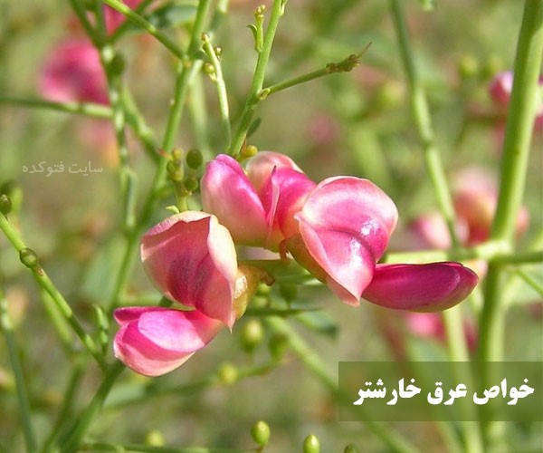 خاصیت عرق خارشتر