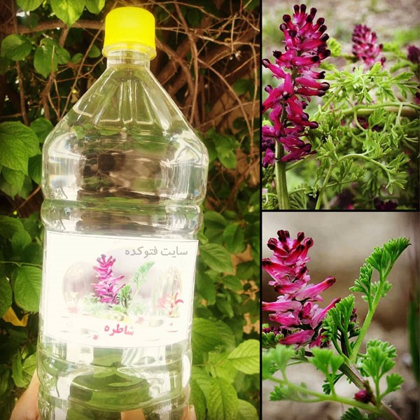 فواید عرق شاتره در بارداری و کبد چرب