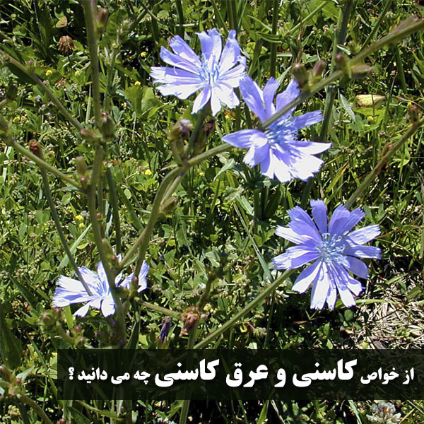 فواید کاسنی برای سلامتی زنان و مردان