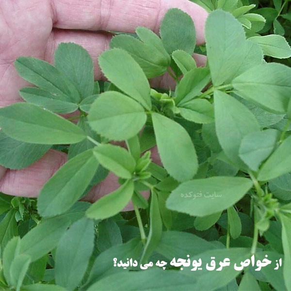 خواص روغن یونجه چیست