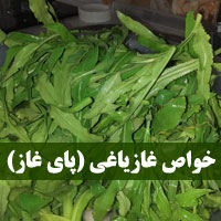 خواص غازیاغی + ۲۴ خاصیت غازیاغی (پای غاز) برای بدن