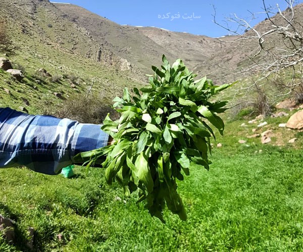 خواص غازیاغی برای معده پوست و بیماری برص