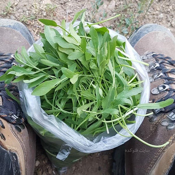خاصی غازیاغی یا گیاه پای غاز برای سلامتی و زنان بارداری در طب سنتی