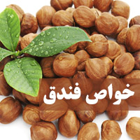 خواص فندق + 35 خاصیت فندق برای مو، دیابت و بدنسازی