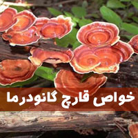 خواص قارچ گانودرما | ۲۳ خاصیت قارچ گانودرما برای بدن