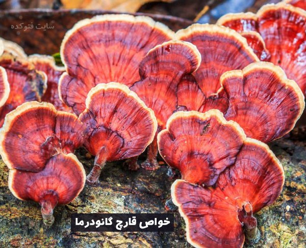 خواص قارچ گانودرما برای پوست