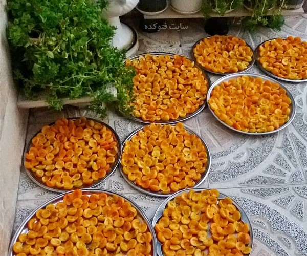 خواص قیسی برگه زردآلو خشک شده چیست