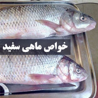 خواص ماهی سفید + ۱۶ خاصیت ماهی سفید شمال برای سلامتی