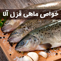 خواص ماهی قزل آلا + ۱۵ خاصیت ماهی قزل آلا برای سلامتی