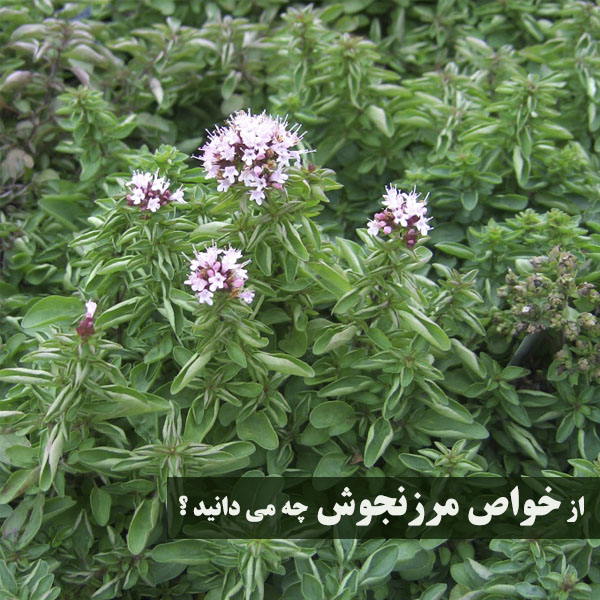 مرزنجوش چه خواصی دارد | خاصیت مرزنجوش چیست