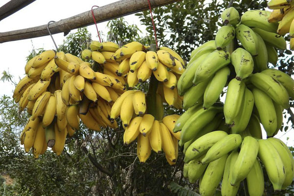 خاصیت موز برای سلامتی بدن و زیبایی پوست که نمیدانستید