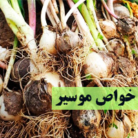خواص موسیر برای لاغری