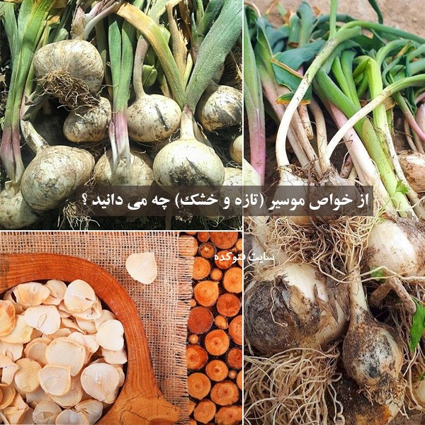 خواص موسیر در طب سنتی بصورت تازه و خشک شده