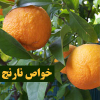 خواص نارنج برای لاغری و سرماخوردگی
