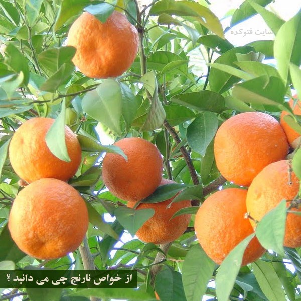 نارنج برای لاغری و سرماخوردگی