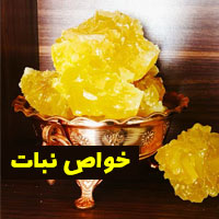 خواص نبات + ۱۵ خاصیت نبات برای سلامتی که نمی دانید