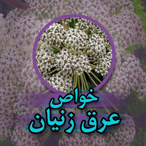 خواص و مضرات عرق زنیان