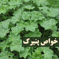 خواص پنیرک + ۱۶ خاصیت گیاه پنیرک با عرق و روغن