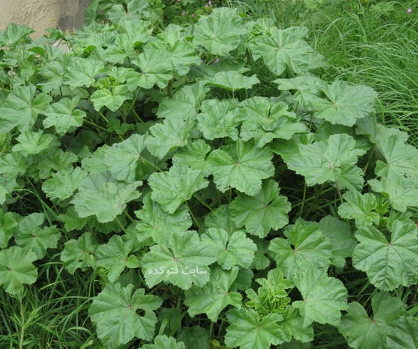 خواص پنیرک برای عفونت زنان و سرفه و خلط