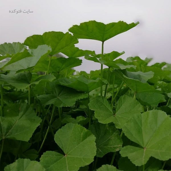 خاصیت عرق پنیرک برای سلامتی پوست و مو و رحم