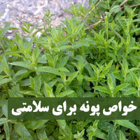 خواص پونه کوهی + ۳۱ خاصیت پونه برای زنان و سرماخوردگی