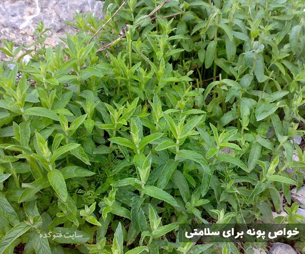 خواص پونه برای پوست و مو کبد و سرماخوردگی چیست