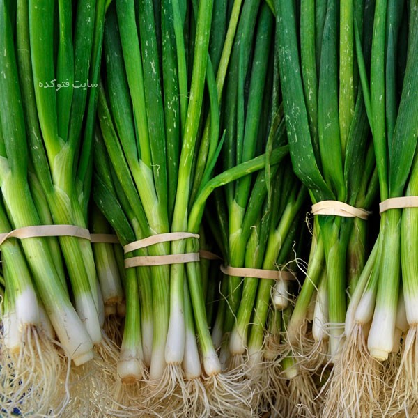 پیازچه برای چی خوبه ؟ + خاصیت درمانی