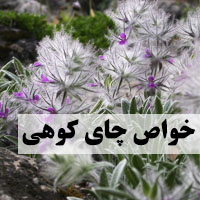 خواص چای کوهی چیست