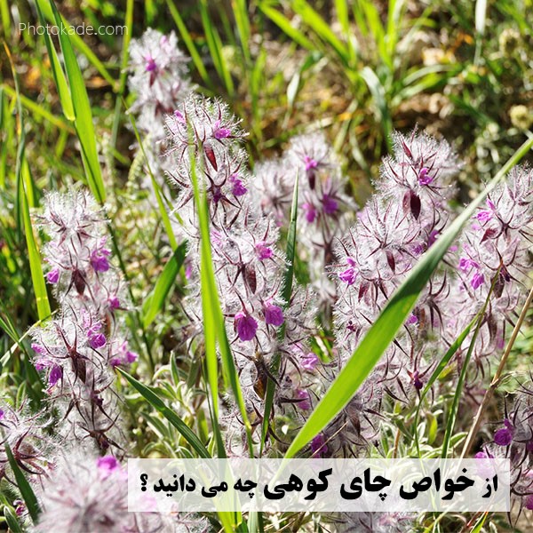 خاصیت چای کوهی برای مردان و زنان