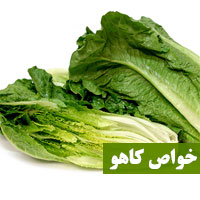 خواص کاهو + ۲۹ خاصیت کاهو برای پوست لاغری و بارداری