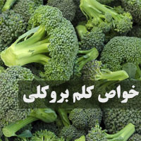 خواص کلم بروکلی + 47 خاصیت کلم بروکلی برای بدنسازی، پوست