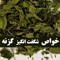 خواص گزنه برای لاغری و دیابت